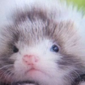 Meet your Posher, Edward